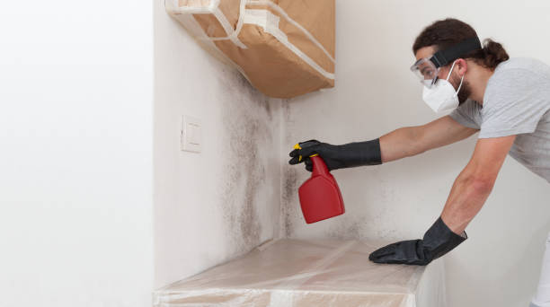 Professional Black Mold Removal technician working in Lakeland, MN